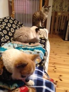 皆んなでねんねしてます。