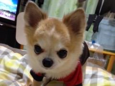 こんなに一杯あるよ。僕の好きなおやつ🐶