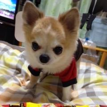 こんなに一杯あるよ。僕の好きなおやつ🐶