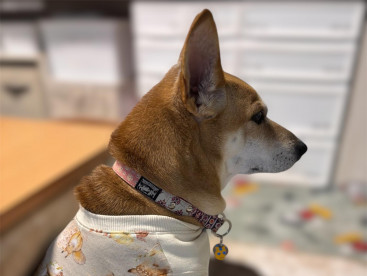 犬なのに猫背が気になるぅ