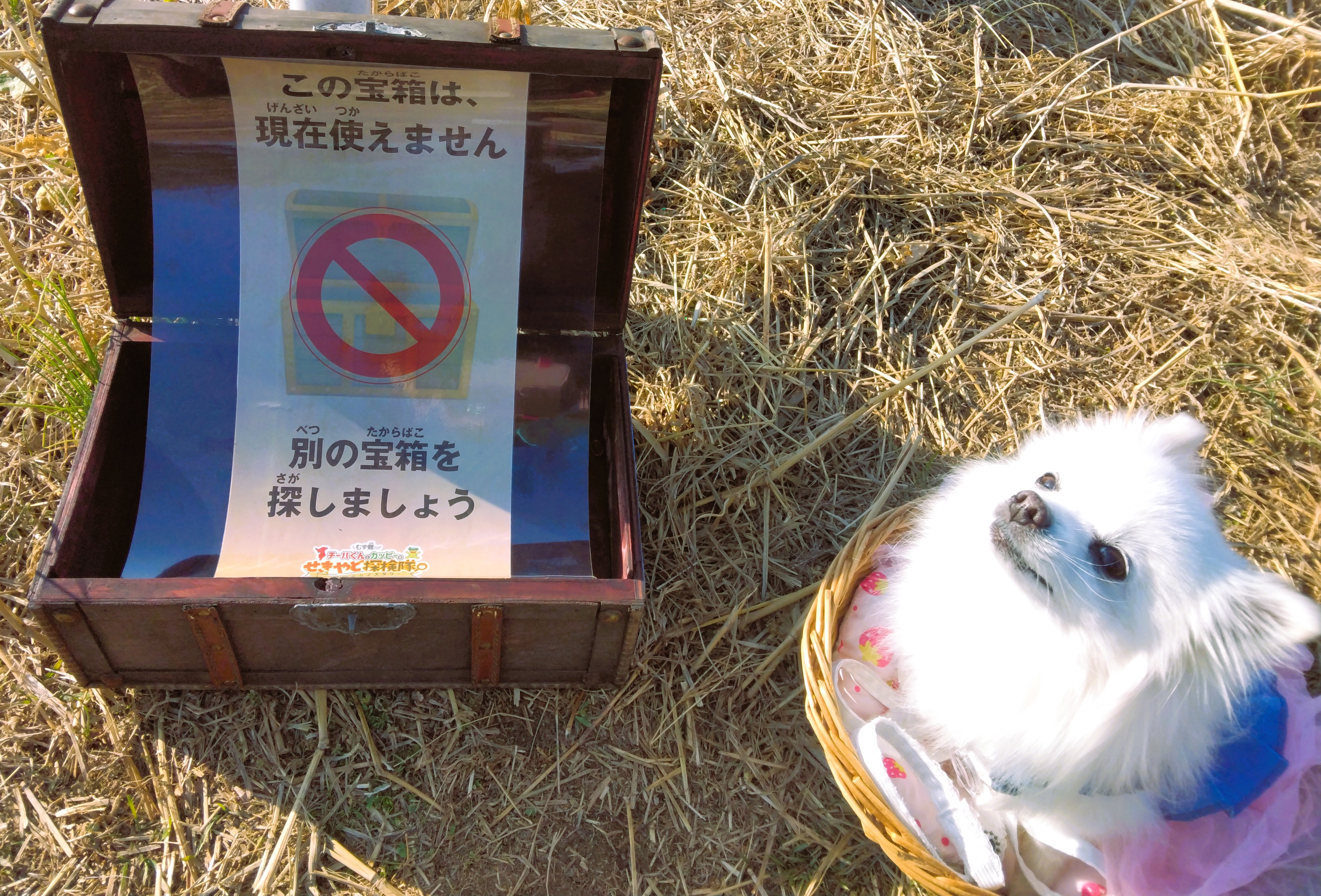 宝箱探しゲームに参加ちてきまちた。
えっえー！な 空箱もありまちゅの(*^。^*)