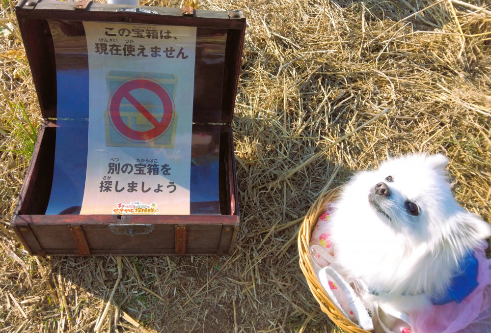 宝箱探しゲームに参加ちてきまちた。
えっえー！な 空箱もありまちゅの(*^。^*)