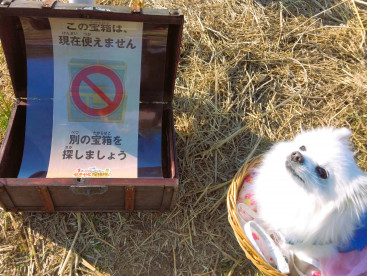 宝箱探しゲームに参加ちてきまちた。
えっえー！な 空箱もありまちゅの(*^。^*)