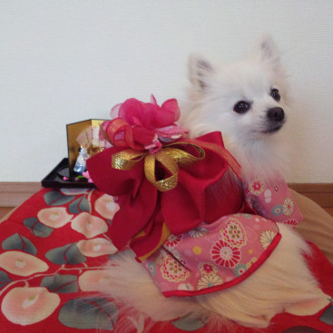 今日は めるもも ひな祭り🎎