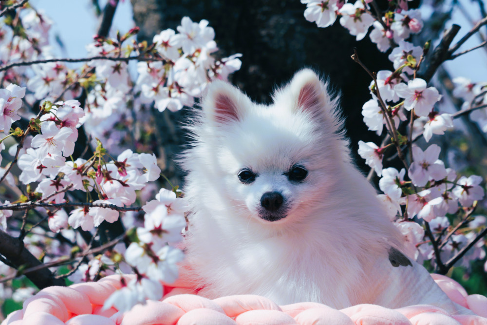 お花見ちてきまちた🌸