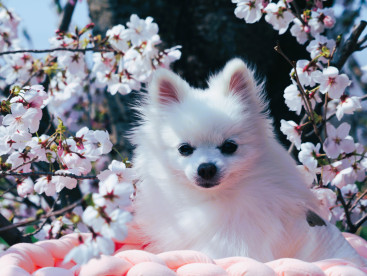 お花見ちてきまちた🌸