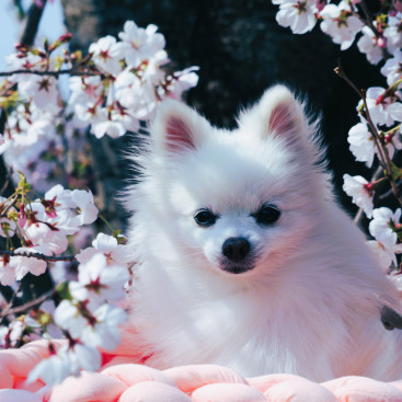 お花見ちてきまちた🌸