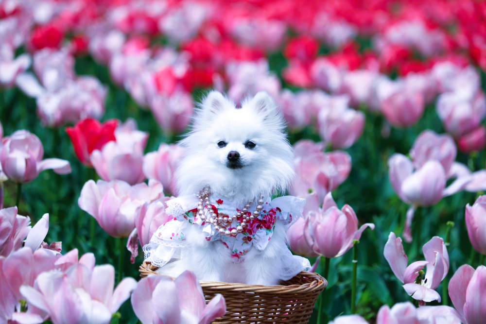 てぃうりっぷ（チューリップ）🌷を 見に行って来まちたの(#^.^#)