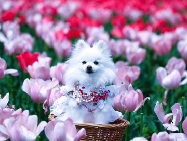 てぃうりっぷ（チューリップ）🌷を 見に行って来まちたの(#^.^#)