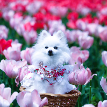 てぃうりっぷ（チューリップ）🌷を 見に行って来まちたの(#^.^#)