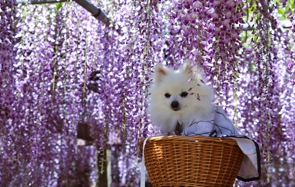 コスプレして 藤の花を見に行って来まちた✿