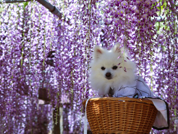 コスプレして 藤の花を見に行って来まちた✿