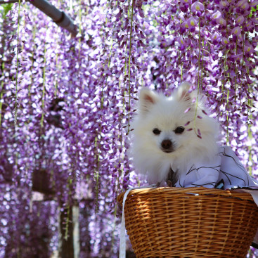 コスプレして 藤の花を見に行って来まちた✿