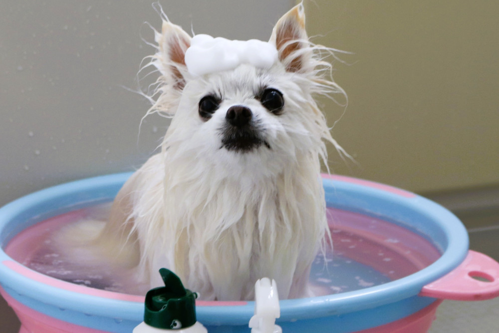 お風呂ジャブジャブ🛀 犬種不明になっちゃったね🤣
