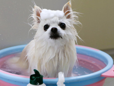 お風呂ジャブジャブ🛀 犬種不明になっちゃったね🤣