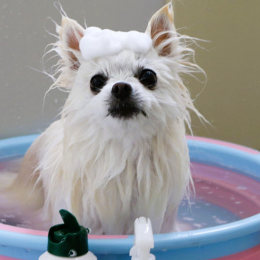 お風呂ジャブジャブ🛀 犬種不明になっちゃったね🤣