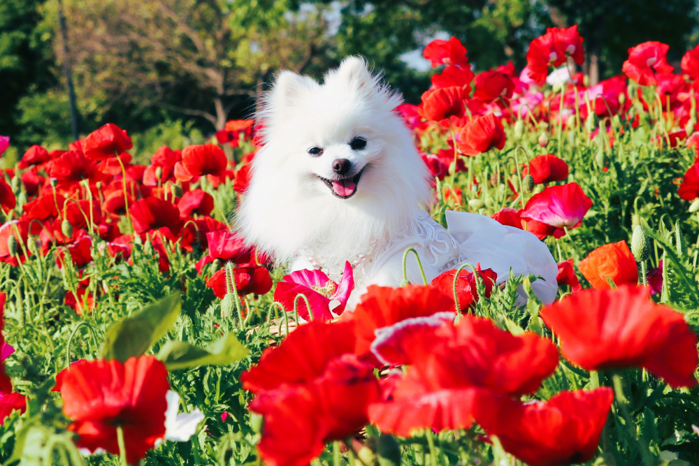 ポピー畑で ごきげんな めるもちゃん✿
