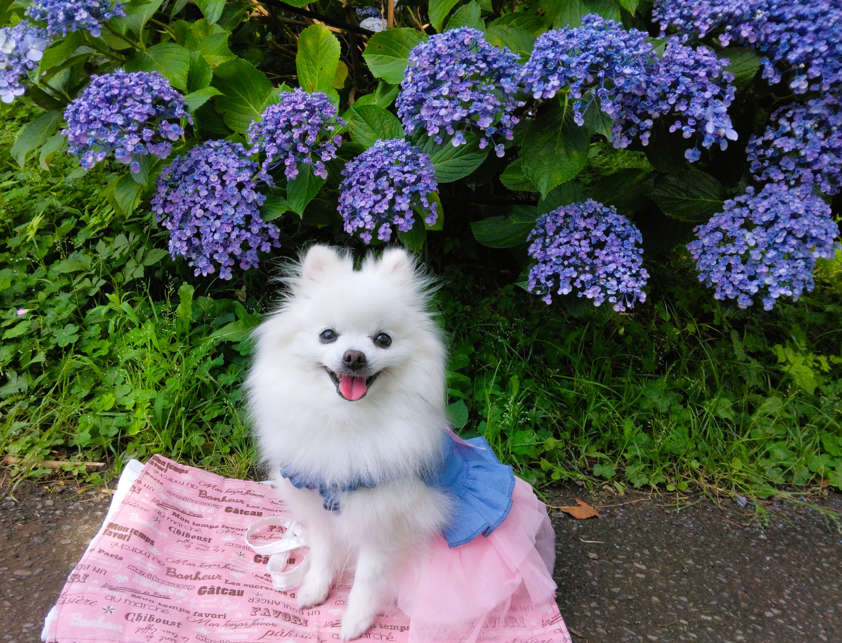 アジサイの季節になりまちた✿