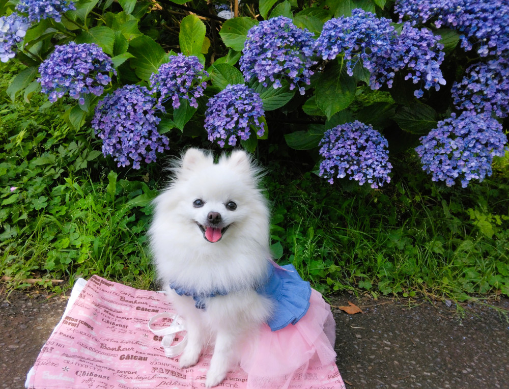 アジサイの季節になりまちた✿