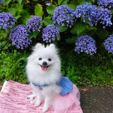 アジサイの季節になりまちた✿