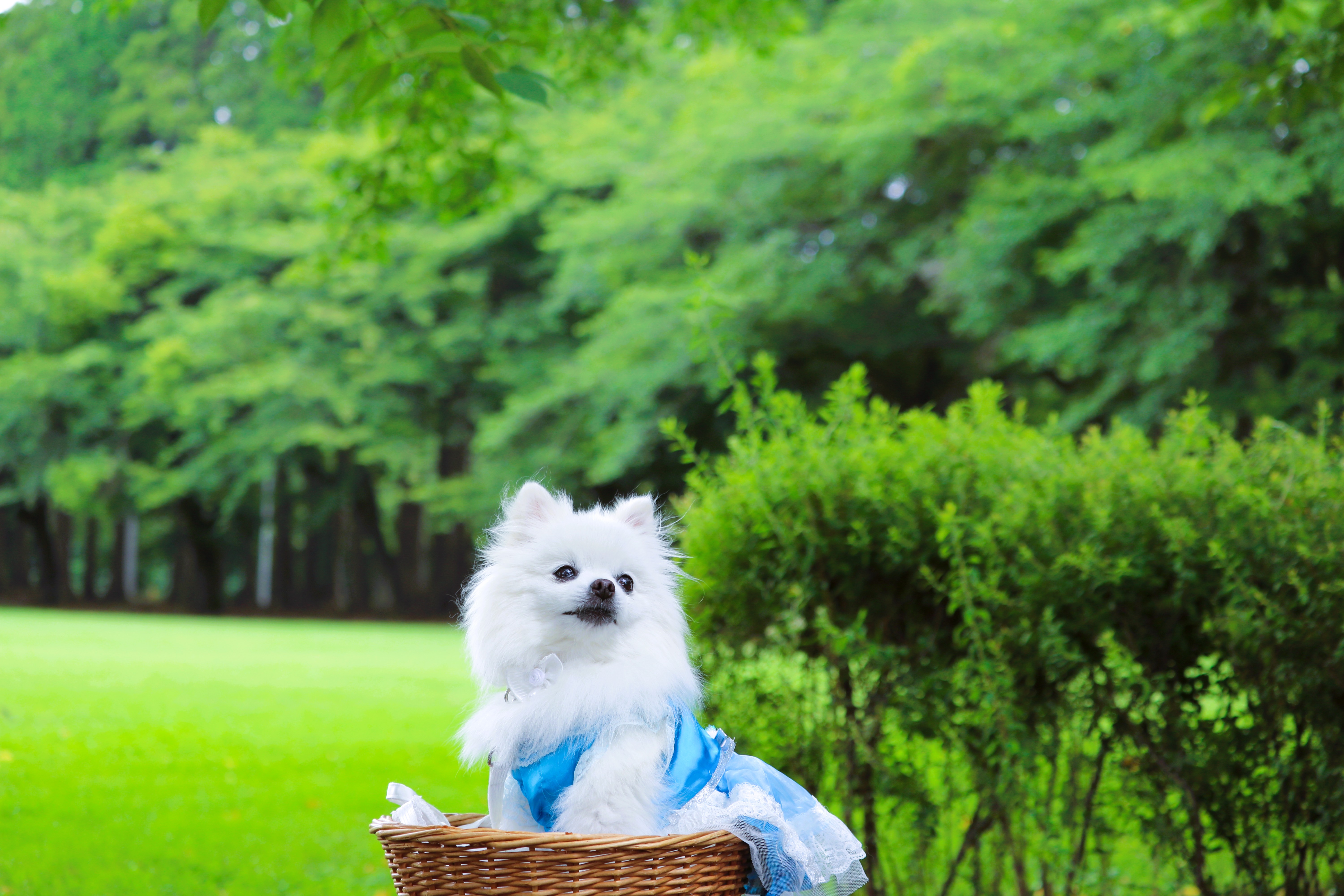 避暑地の 透き通る風が 気持ち良いでちゅの🎐