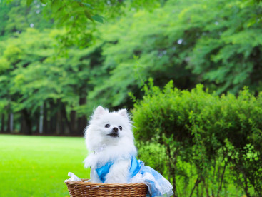 避暑地の 透き通る風が 気持ち良いでちゅの🎐