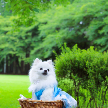 避暑地の 透き通る風が 気持ち良いでちゅの🎐