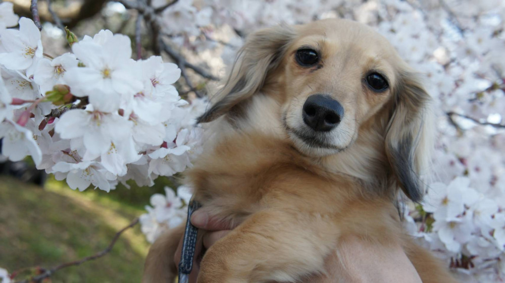 この前ママと行ったお花見🌸
キレイでしょ🐾？