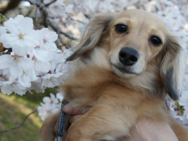 この前ママと行ったお花見🌸
キレイでしょ🐾？