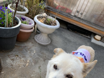 くうちゃん、天気良し，今日はお外で遊びます❤️🩷❤️🩷❤️