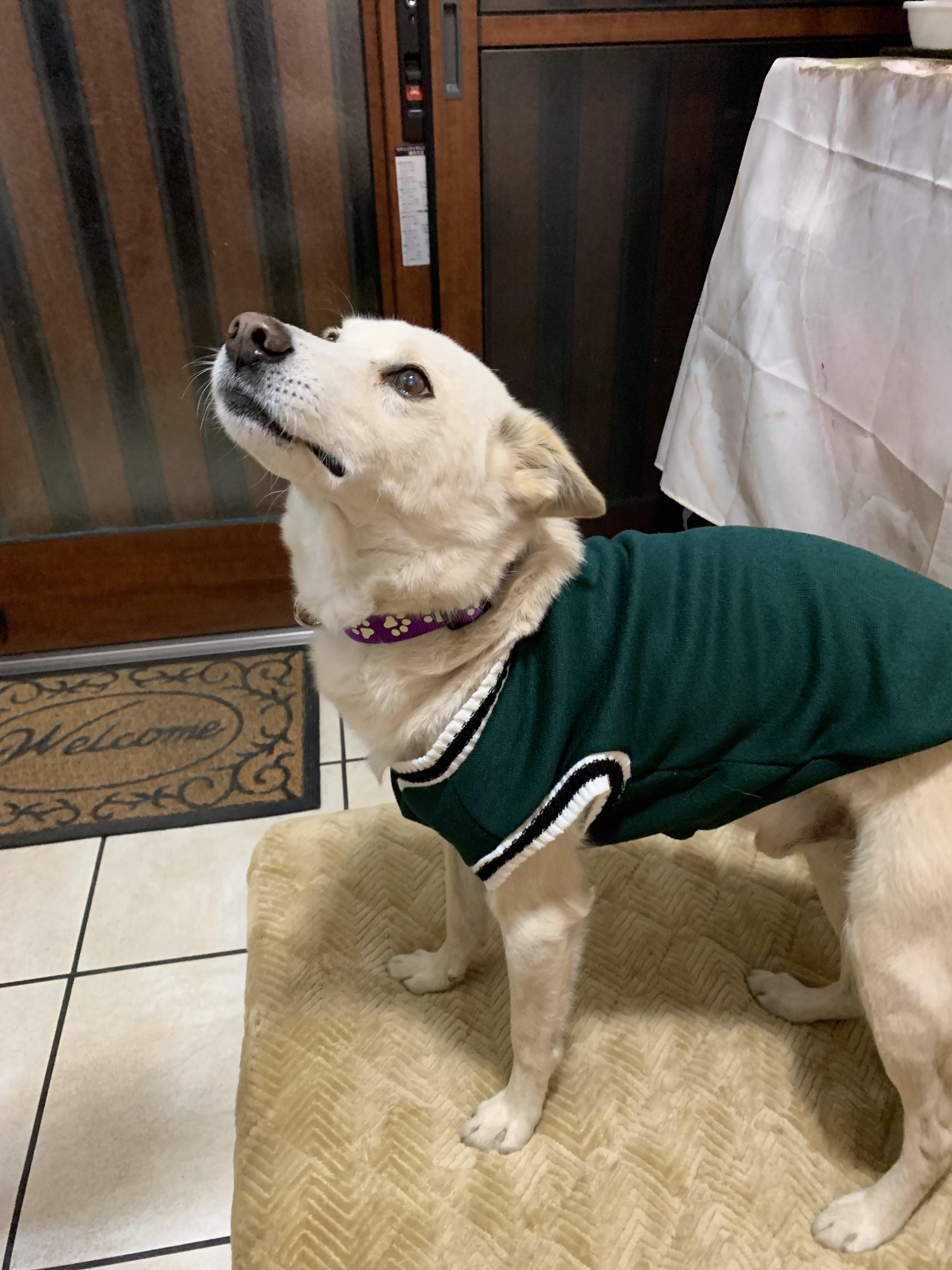 在りし日のくうさん，お似合いでしょ‼️
僕のお気に入りなんだよ。🐶