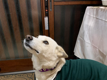 在りし日のくうさん，お似合いでしょ‼️
僕のお気に入りなんだよ。🐶