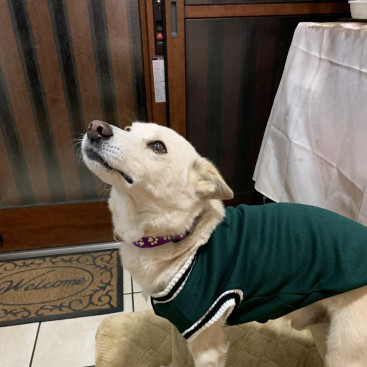 在りし日のくうさん，お似合いでしょ‼️
僕のお気に入りなんだよ。🐶