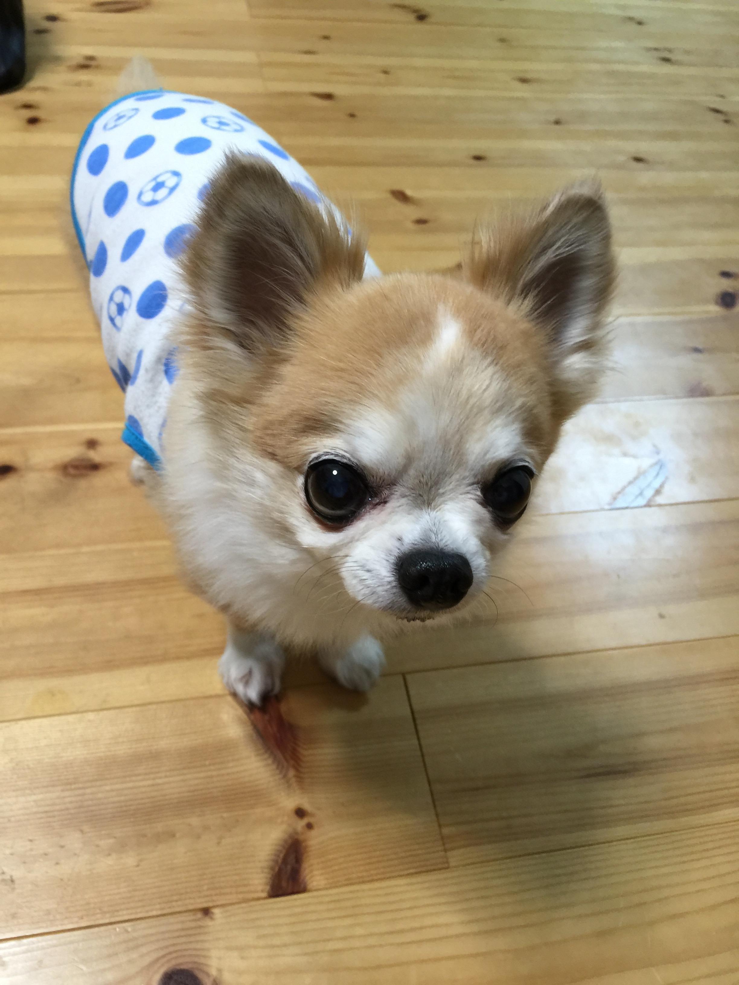 在りし日のむーちゃん‼️
お久しぶりです。ありがとう🐶
