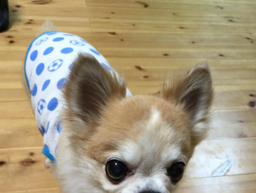在りし日のむーちゃん‼️
お久しぶりです。ありがとう🐶
