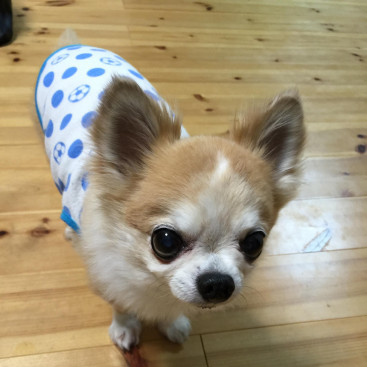 在りし日のむーちゃん‼️
お久しぶりです。ありがとう🐶