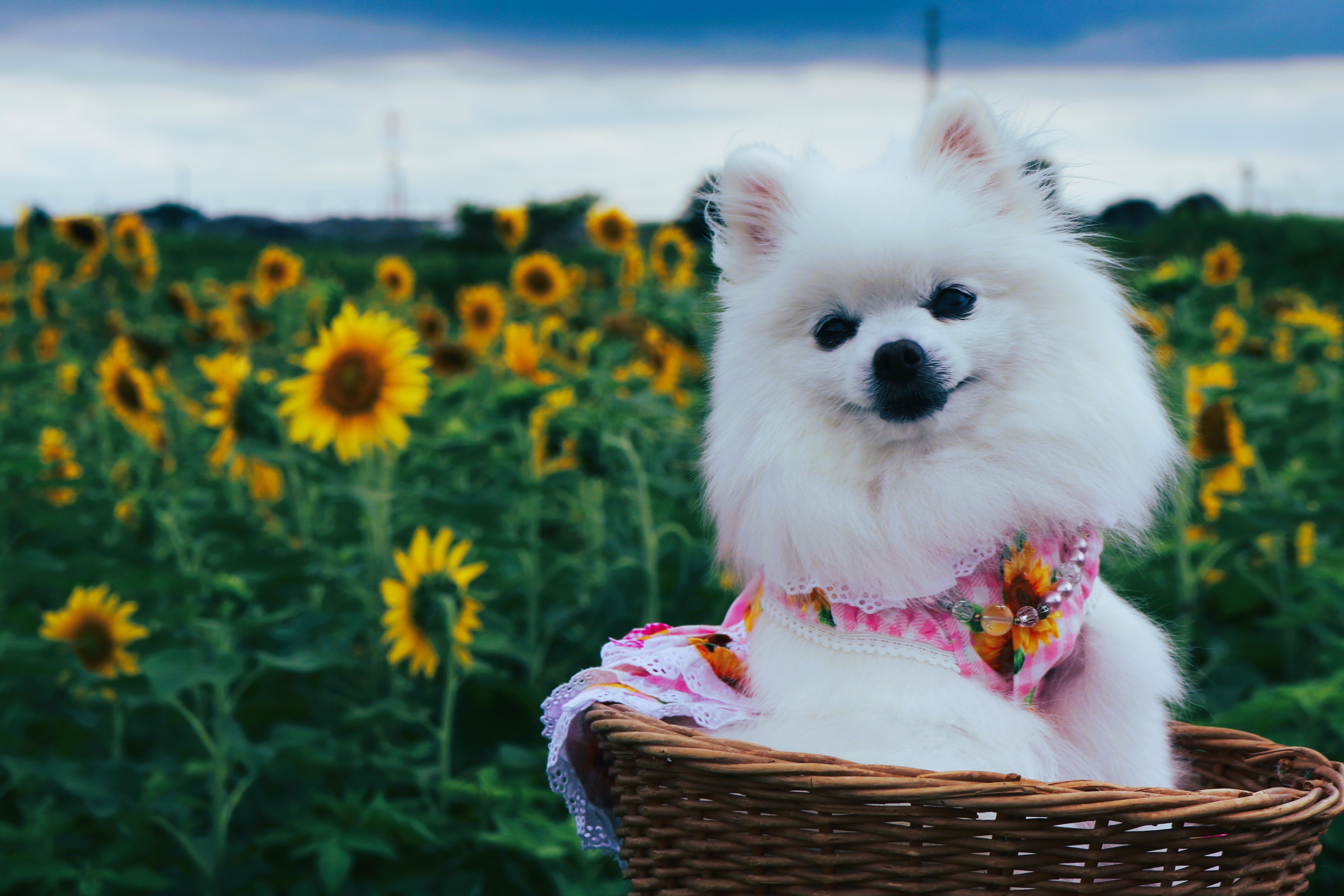 ひまわり畑に行って来まちた🌻