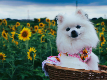 ひまわり畑に行って来まちた🌻