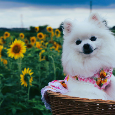 ひまわり畑に行って来まちた🌻