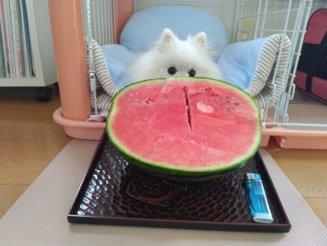 ちゅいか（スイカ）大ちゅき🍉