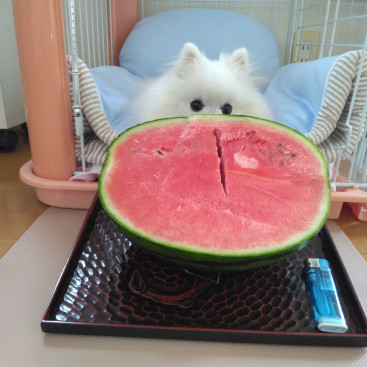 ちゅいか（スイカ）大ちゅき🍉