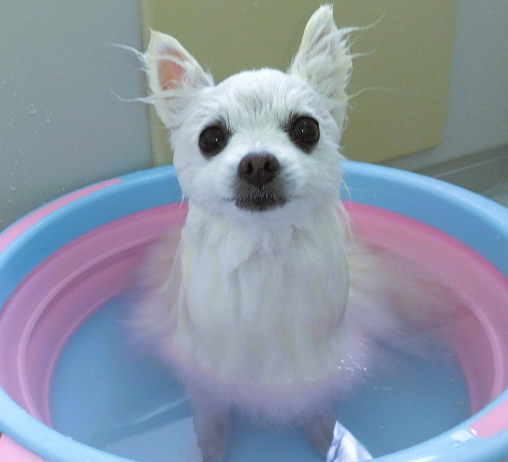 真夏の涼しい日 お風呂ジャブジャブちまちた🛀  ちゅっきりちゃっぱり♡