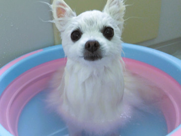 真夏の涼しい日 お風呂ジャブジャブちまちた🛀  ちゅっきりちゃっぱり♡