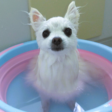 真夏の涼しい日 お風呂ジャブジャブちまちた🛀  ちゅっきりちゃっぱり♡