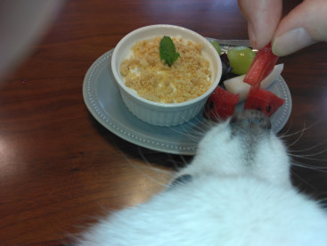 ドッグカフェ🐶  
ママのデザートの ちゅいか(スイカ)🍉 
いただきまちたぁ～(*^▽^*)