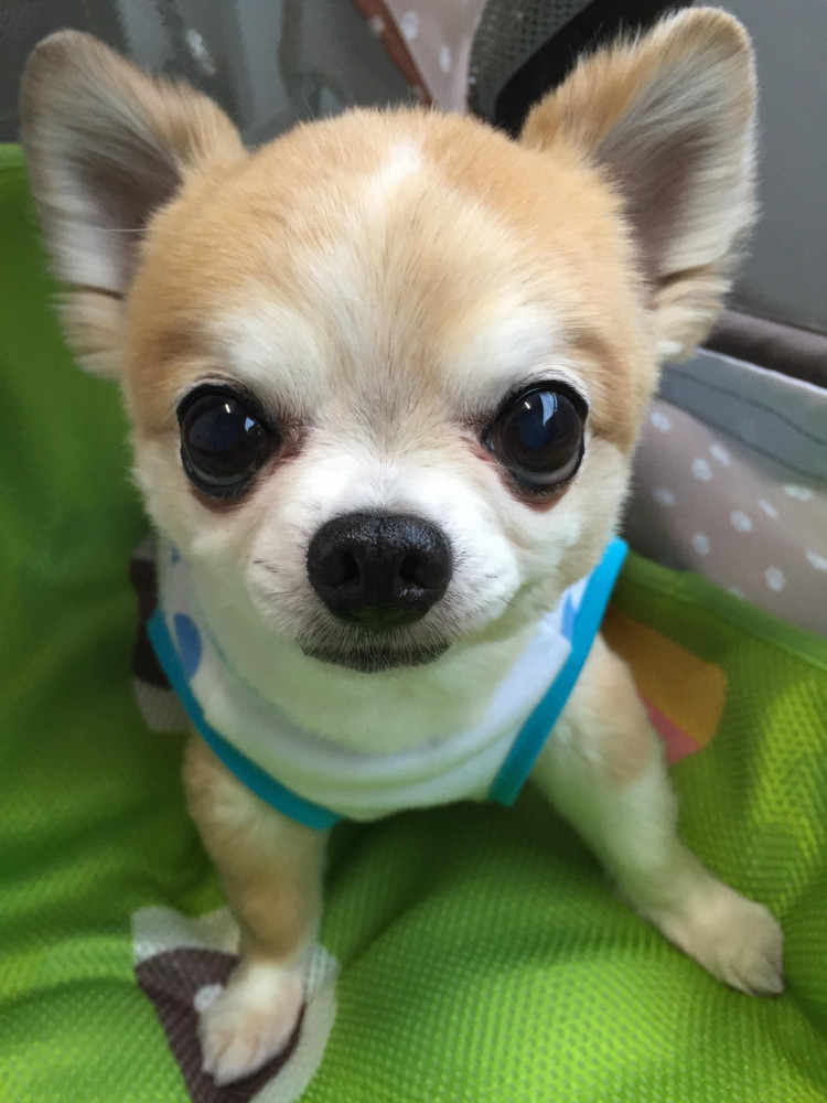 おはようございます。むーちゃんだよ🍀🌈🍀🌈🍀🌈🍀