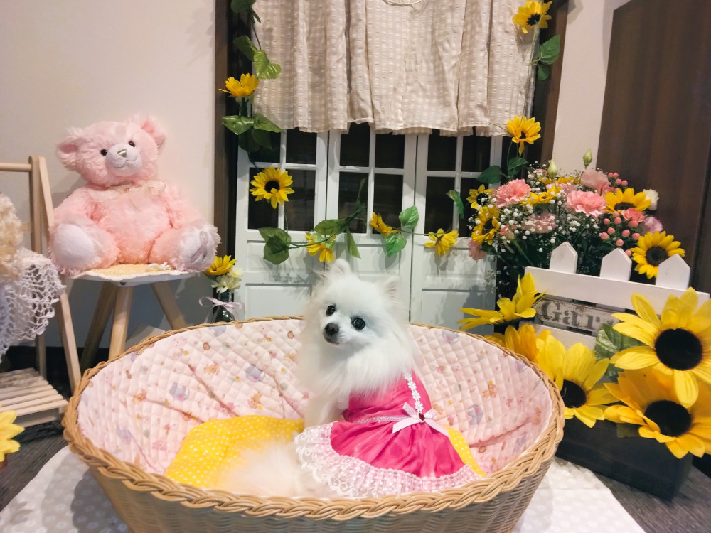 ドッグカフェのフォトブースでパチリ💕