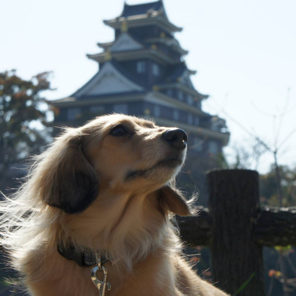 お城の前で可愛くポーズ🐾🏯