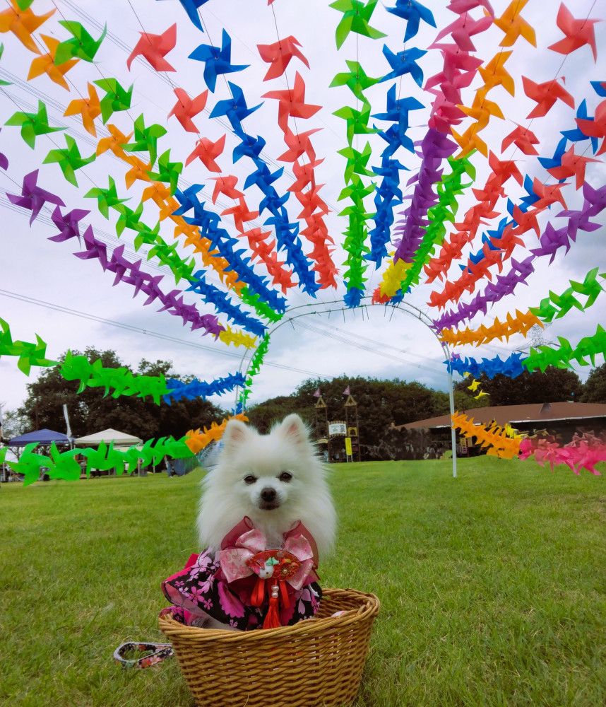 ちゅじゅちく（涼しく）なったので 秋のイベントにお出かけちてきまちたぁ～(*^▽^*)