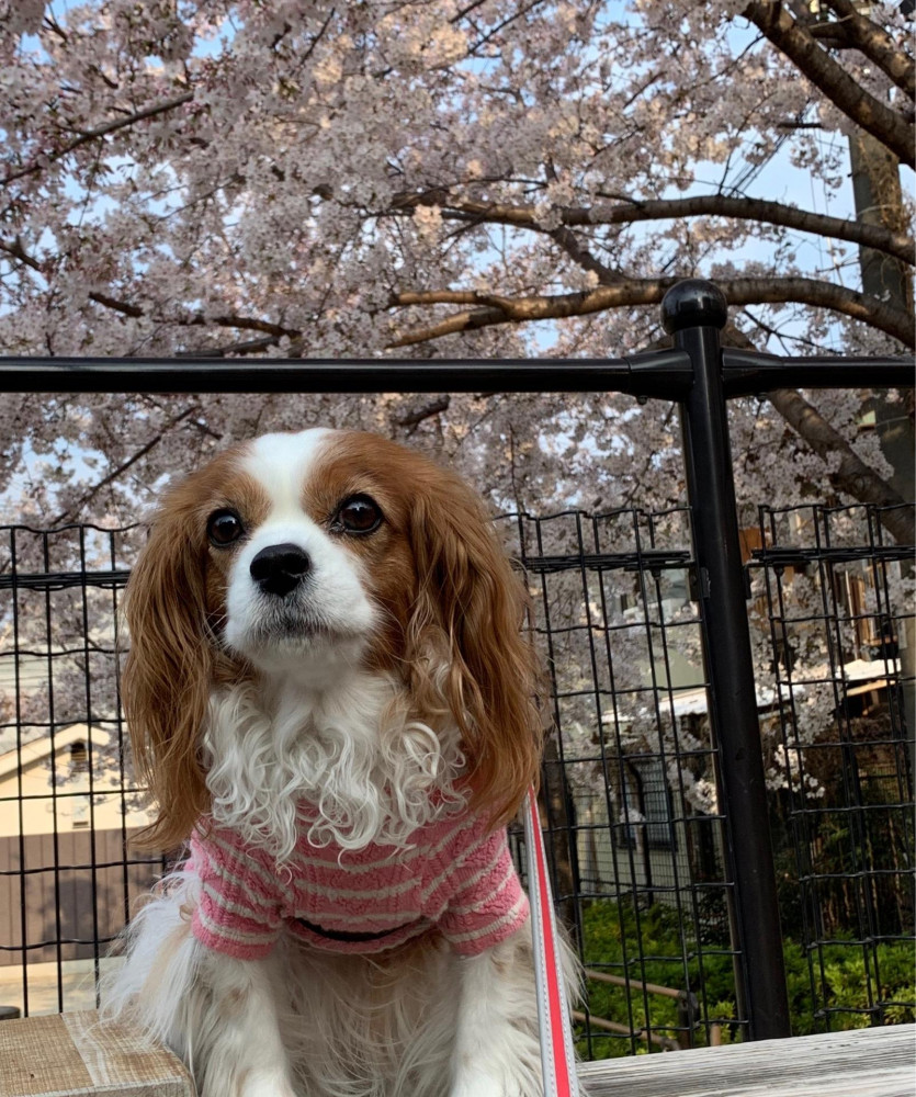 やっとお花見🌸行けたね！